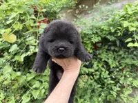 Black WILLIAM, a male Chow Chow for sale in Austin, TX – Photo 3 of 10