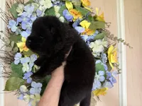 Black WILLIAM, a male Chow Chow for sale in Austin, TX – Photo 7 of 10