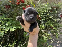 Black WILLIAM, a male Chow Chow for sale in Austin, TX – Photo 1 of 10