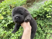 Black WILLIAM, a male Chow Chow for sale in Austin, TX – Photo 2 of 10