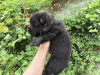 Black WILLIAM, a male Chow Chow for sale in Austin, TX – Photo 10 of 10