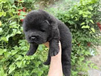 Black WILLIAM, a male Chow Chow for sale in Austin, TX – Photo 9 of 10