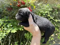 Black WILLIAM, a male Chow Chow for sale in Austin, TX – Photo 10 of 10