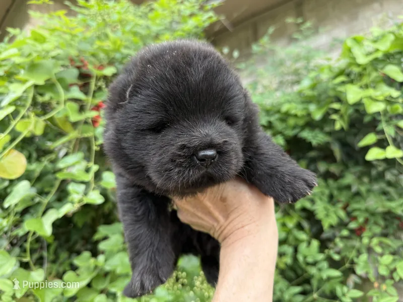 Black WILLIAM – Chow Chow puppy for sale in Austin, TX