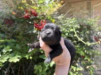 Black WILLIAM, a male Chow Chow for sale in Austin, TX – Photo 4 of 10