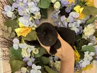 Black WILLIAM, a male Chow Chow for sale in Austin, TX – Photo 5 of 10