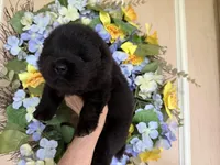 Black WILLIAM, a male Chow Chow for sale in Austin, TX – Photo 5 of 10