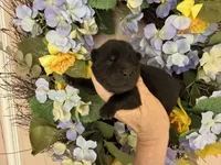 Black WILLIAM, a male Chow Chow for sale in Austin, TX – Photo 3 of 10