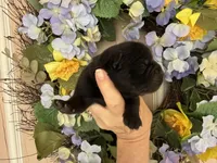 Black WILLIAM, a male Chow Chow for sale in Austin, TX – Photo 2 of 10
