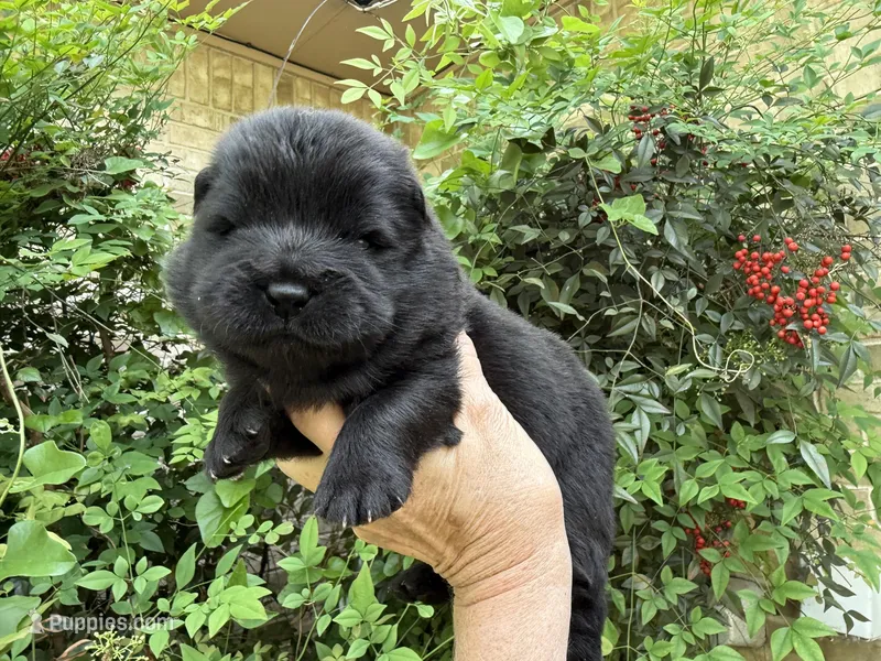Black WILLIAM – Chow Chow puppy for sale in Austin, TX