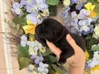 Black WILLIAM, a male Chow Chow for sale in Austin, TX – Photo 7 of 10