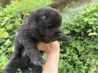 Black WILLIAM, a male Chow Chow for sale in Austin, TX – Photo 8 of 10