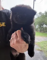 BANGOR (black), a male Chow Chow for sale in Austin, TX – 7 of 10