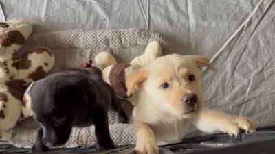 CHOWBRADOR , a male Chow Chow and Labrador Retriever for sale in Austin, TX – 9 of 10