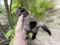 Blue Merle BALOO, a male Chow Chow for sale in Austin, TX – 3 of 10