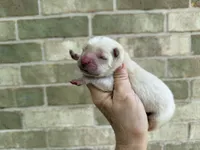 VALOR creamy white, a male Chow Chow for sale in Austin, TX – 4 of 10