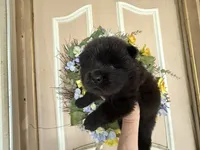 William , a male Chow Chow for sale in Austin, TX – 8 of 10