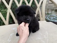 BANGOR (black), a male Chow Chow for sale in Austin, TX – 8 of 10