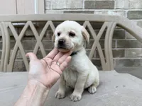 CHOWBRADOR , a male Chow Chow and Labrador Retriever for sale in Austin, TX – 10 of 10