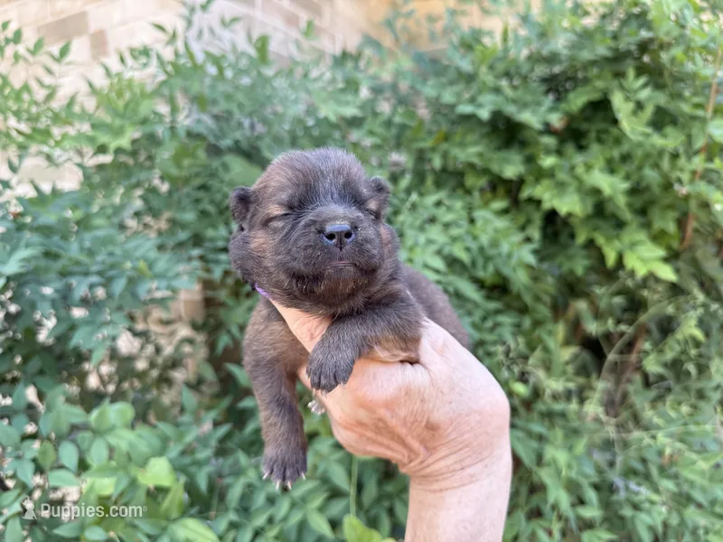 MADAWASKA (Red) – Chow Chow puppy for sale in Austin, TX