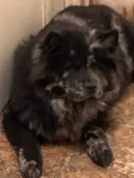 William , a male Chow Chow for sale in Austin, TX – 5 of 10