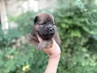 MADAWASKA (Red), a female Chow Chow for sale in Austin, TX – 10 of 10