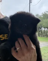 BANGOR (black), a male Chow Chow for sale in Austin, TX – 4 of 10
