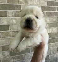 PATRIOT Creamy White , a male Chow Chow for sale in Austin, TX – 3 of 10