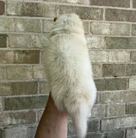 PATRIOT Creamy White , a male Chow Chow for sale in Austin, TX – 5 of 10