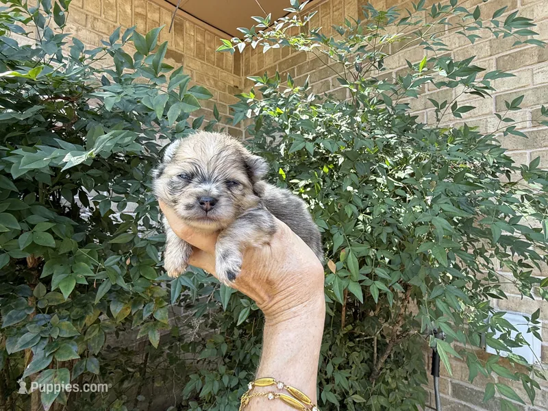 Merle CONFETTI – Pomeranian puppy for sale in Austin, TX