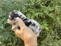 MERLE “SPRINKLES” cookies n cream , a female Pomeranian for sale in Austin, TX – 3 of 10