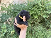 EASTON (black), a male Chow Chow for sale in Austin, TX – 6 of 10