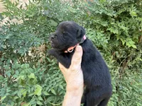 AUGUSTA (black), a female Chow Chow for sale in Austin, TX – 8 of 10