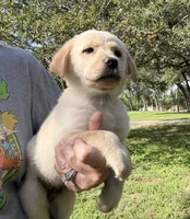 CHOWBRADOR , a male Chow Chow and Labrador Retriever for sale in Austin, TX – 2 of 10