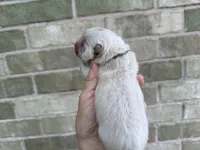 VALOR creamy white, a male Chow Chow for sale in Austin, TX – 7 of 10