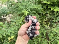 MERLE “SPRINKLES” cookies n cream , a female Pomeranian for sale in Austin, TX – 7 of 10