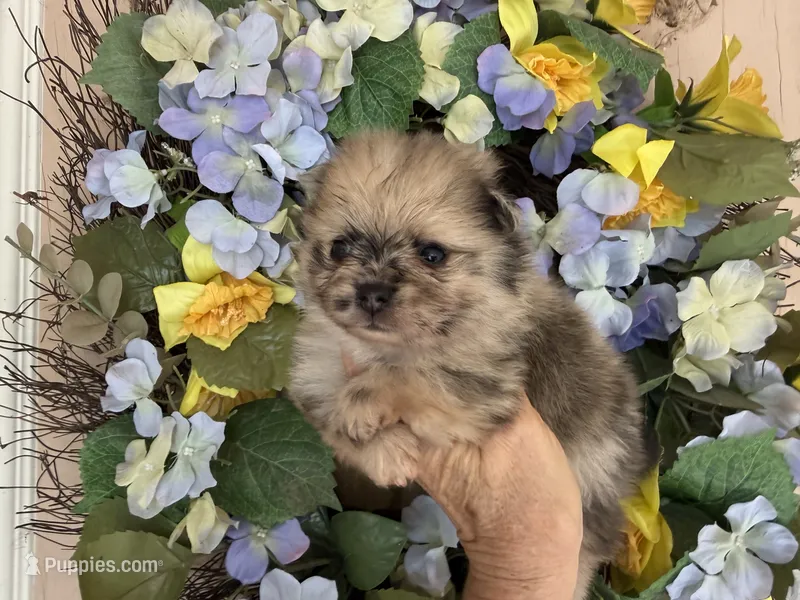 Merle CONFETTI – Pomeranian puppy for sale in Austin, TX