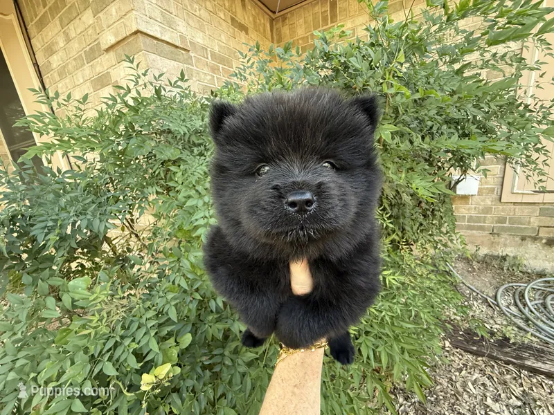 PRESQUE ISLE  – Chow Chow puppy for sale in Austin, TX