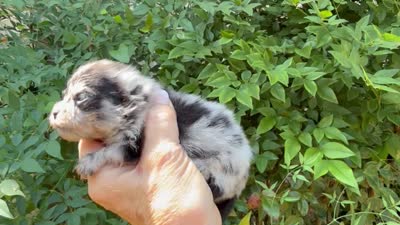 MERLE “SPRINKLES” cookies n cream , a female Pomeranian for sale in Austin, TX – 10 of 10