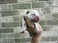 Freedom / creamy white, a male Chow Chow for sale in Austin, TX – 6 of 10