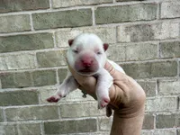 Freedom / creamy white, a male Chow Chow for sale in Austin, TX – 2 of 10