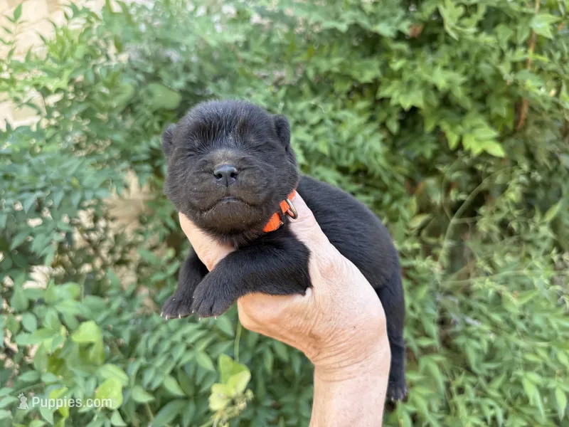 BANGOR (Orange) – Chow Chow puppy for sale in Austin, TX