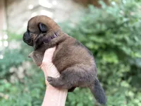 MADAWASKA (Red), a female Chow Chow for sale in Austin, TX – 7 of 10