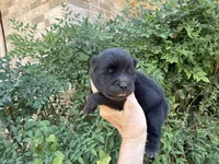 BANGOR (black), a male Chow Chow for sale in Austin, TX – 7 of 10