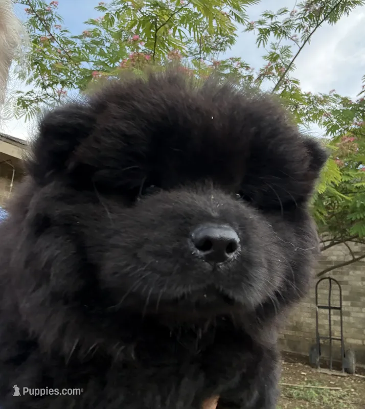 Winston – Chow Chow puppy for sale in Austin, TX
