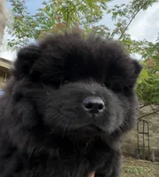 Winston, a male Chow Chow for sale in Austin, TX – 1 of 10