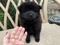 BANGOR (black), a male Chow Chow for sale in Austin, TX – 6 of 10