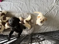 CHOWBRADOR , a male Chow Chow and Labrador Retriever for sale in Austin, TX – 7 of 10
