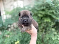 MADAWASKA (Red), a female Chow Chow for sale in Austin, TX – 4 of 10