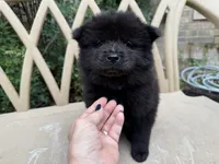 BANGOR (black), a male Chow Chow for sale in Austin, TX – 3 of 10